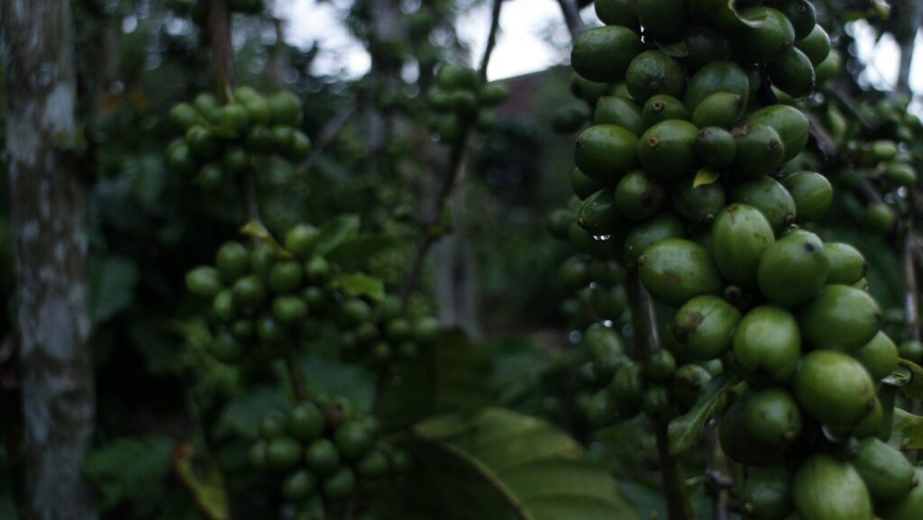 kopi Lampung salah satu kopi di Indonesia terbaik