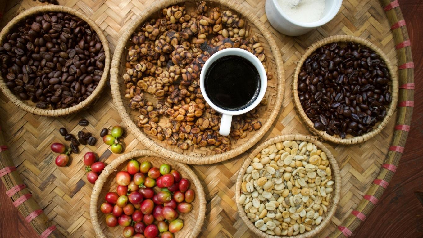 kopi Luwak salah satu jenis kopi terbaik di Indonesia