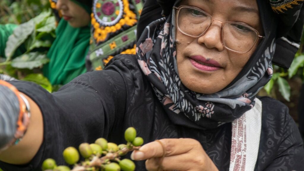 kopi Gayo salah satu jenis kopi di Indonesia yang memiliki cita rasa khas