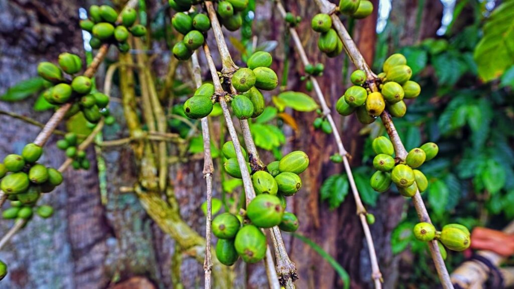 keunikan kopi kintamani bali