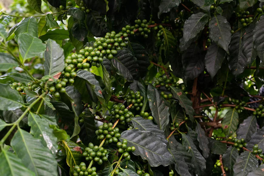 Apa itu Kopi Single Origin dan Mengapa Rasanya Selalu Beda Tiap Daerah? 1 Tanaman biji kopi