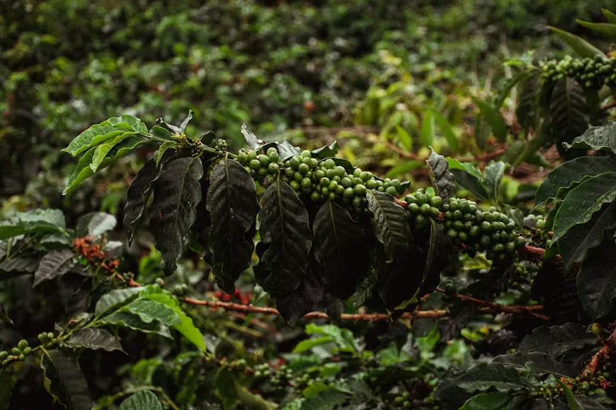 Apa itu Kopi Single Origin dan Mengapa Rasanya Selalu Beda Tiap Daerah? 2 Tanaman kopi
