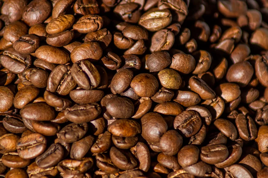 8 Fakta Menarik Seputar Kopi Arabika yang Wajib Kamu Tahu 1 Kopi Arabika